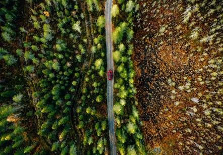 Forests in the background